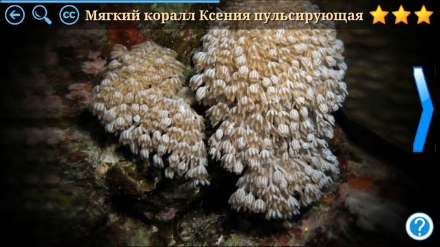 Что это? Тайны микромира. Мир через микроскоп. Играем вместе. Игрушки и игры с детьми. смотреть онлайн