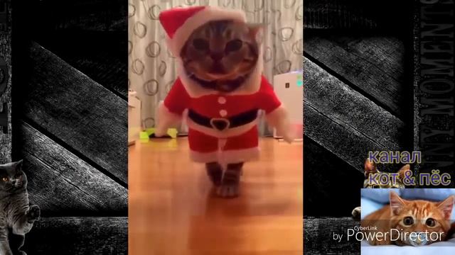 ПОПРОБУЙ НЕ ЗАСМЕЯТЬСЯ,ПРИКОЛЫ ПРО КОТОВ И КОШЕК 2018/ДО СЛЁЗ СМЕШНЫЕ ПРИКОЛЫ С ЖИВОТНЫМИ 2018 смотреть онлайн