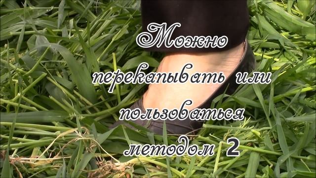 Овёс как сидерат для умных грядок. Метод 1. смотреть онлайн