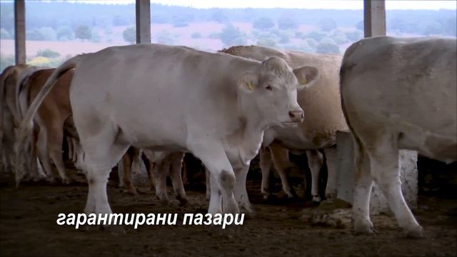 Животновъден дневник: Актуално от фермери в говедовъдството, автор: Мирела Спасова смотреть онлайн