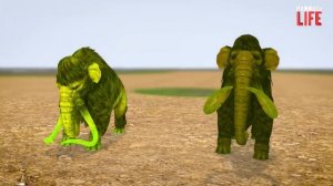 Woolly Mammoth vs Lava T-Rex vs Zombie mamont and | Mammoth Life #04