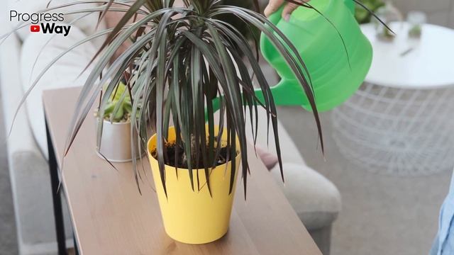 Домашние Цветы И Растения С Ума Сходят От Этой Подкормки! Цветут Божественно А Листочки Изумрудные! смотреть онлайн