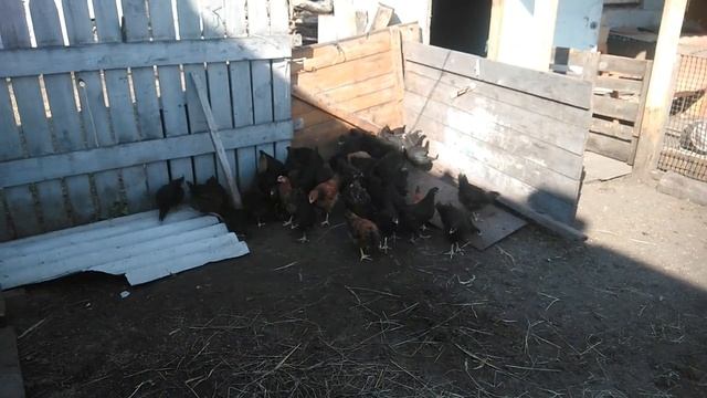 Кучинские цыплята, перевод на уличное содержание! смотреть онлайн