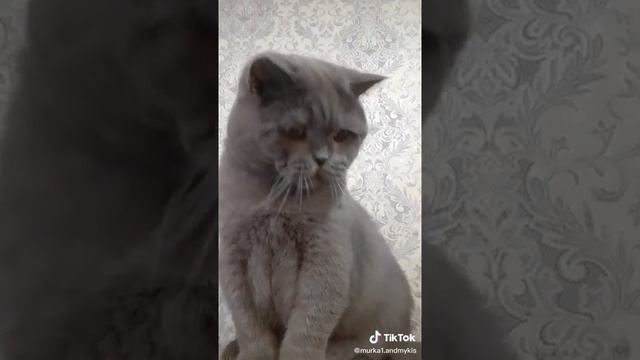 очень умный кот который говорит да смотреть онлайн