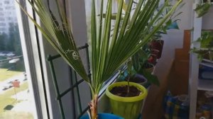 Пальма Вашингтония из семян выращивание в домашних условиях