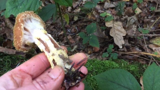 Грибы в новом лесу. Сушу рядовку фиолетовую. Грибная икра из опят на зиму. смотреть онлайн