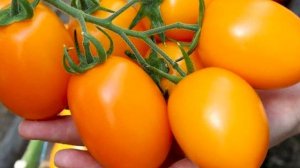 Самые солнечные помидоры. Лучшие сорта желтых томатов. Эти томаты даже лечат болезни!