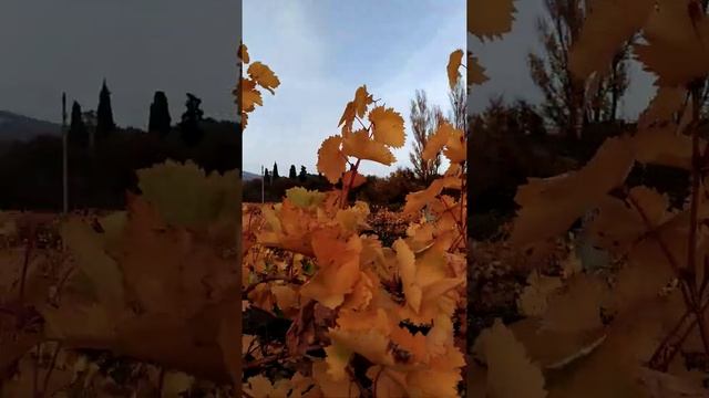 Яркие краски осени. ???Потрясающе красиво. / Bright colors of autumn.Stunningly beautiful. смотреть онлайн