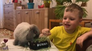 Funny pets rabbit зайчик вислоухий кролик обзор сено для кроликов видео домашних животных дети dog