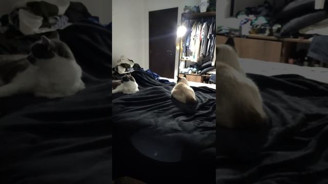 Sleepy boy Sushi chatting смотреть онлайн