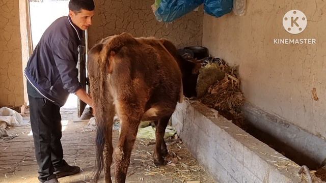 АРЗОНЧИ УКАМИЗ ПУЛИНИ АРЗОН КИВАРДИ БУГУН ФАКАТ ШОШЛИН ДУСЛАР БУГУН смотреть онлайн