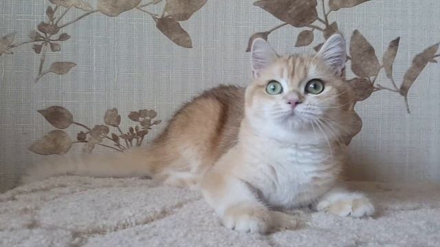 Кошечка окрас- золотая шиншилла. смотреть онлайн