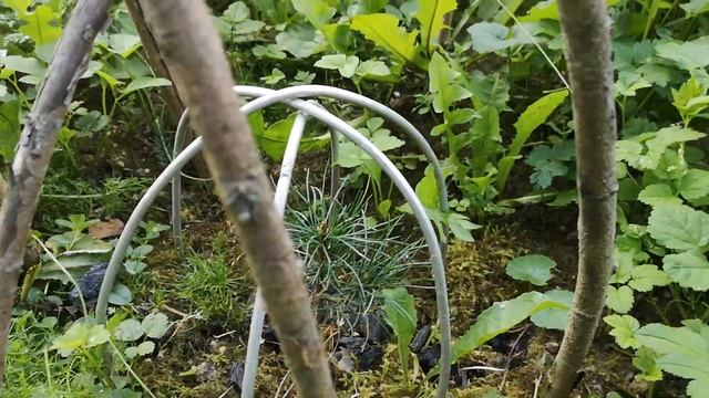 Кедр из орешка. Часть N°13. смотреть онлайн