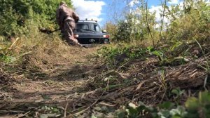 Охота с Боней на утку.  Тюменская область.