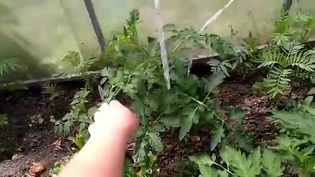 16 утиных яиц на корм курам// обзор теплицы//нужен Ваш совет о винограде