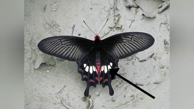 Butterfly Identification Part 3 | Family Papilionidae |Swallowtail Butterflies | Insects