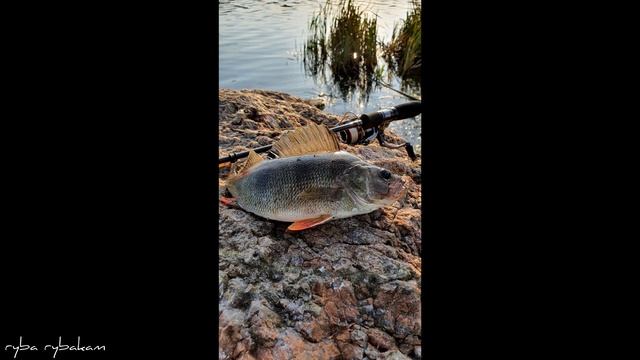 КАК ЛОВИТЬ НА СПИННИНГ ОСЕНЬЮ ОКУНЯ. ЛУЧШИЕ ПРИМАНКИ НА ОКУНЯ. АНИМАЦИЯ, ЦВЕТ ПРИМАНКИ ЕЁ РАЗМЕР. смотреть онлайн