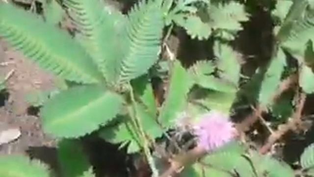 Mimosa flowers смотреть онлайн