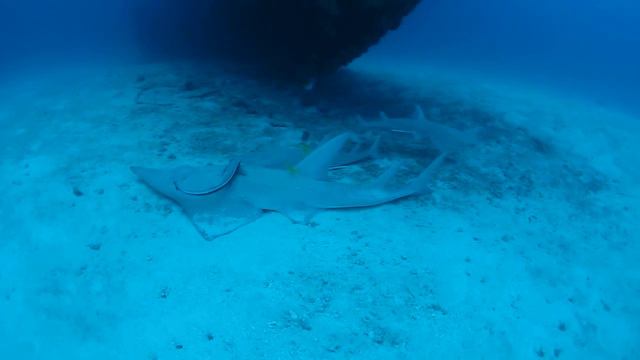 Dive with guitar sharks in south ari, Maldives смотреть онлайн