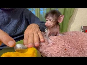 Даем Степашке первый раз манго и печеньку, посмотрим ЧТО ОН ВЫБЕРЕТ?!