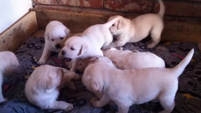 Щенки лабрадора палевого окраса.MOV смотреть онлайн
