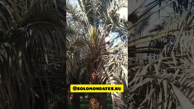 Как скрещивают пальму? Медина. Экспорт фиников. Оптом. смотреть онлайн
