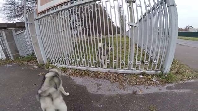 Аляскинский Маламут в заключение/ Alaskan Malamute Imprisoned