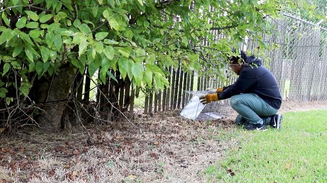 How to Catch an Opossum with a Live Animal Trap смотреть онлайн