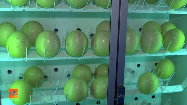 Страусы из района Ниагары смотреть онлайн