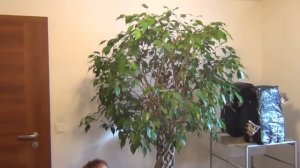 Обрезка фикуса Бенджамина