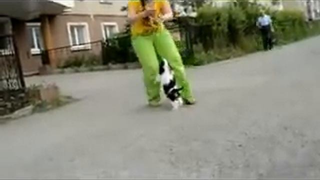 ЭЛЬФИЙСКИЙ БОГ КУРАЖНЫЙ АКВИЛОН