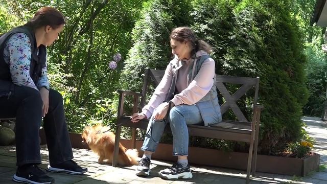 ДТ - 159. Шпиц Лютый - лай и атаки на собак смотреть онлайн