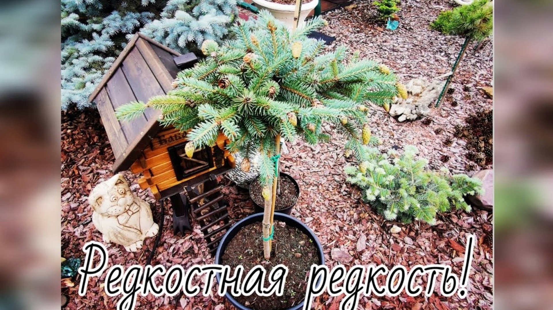 Редкие НОВИНКИ от Яны и не только🔥Мои погорельцы💔 Обзор сада редких хвойных!🌲 Розы🌹23.06.2024г смотреть онлайн