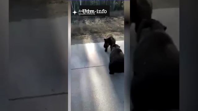 Медведи ГАИ смотреть онлайн