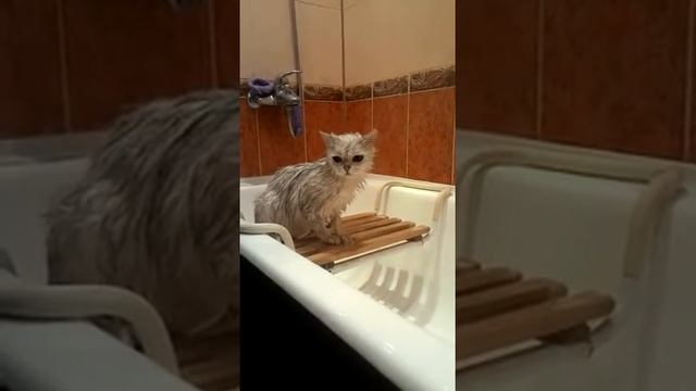 Как мыть кота смотреть онлайн