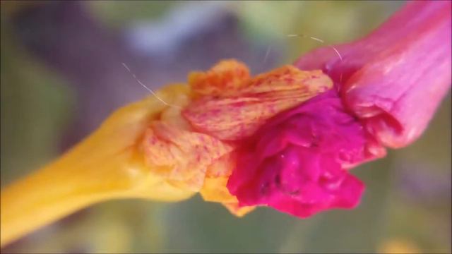 Цветы (макросъемка) смотреть онлайн