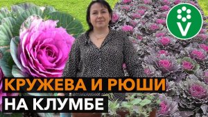 Как вырастить ДЕКОРАТИВНУЮ КАПУСТУ из семян?