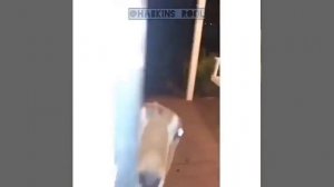 Смех коза просит траву, пранк  юмор  страх страшное видео