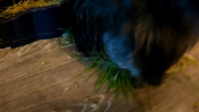 Кузенька кушает травку смотреть онлайн