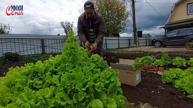 В этом году у нас выросла ЗАМЕЧАТЕЛЬНАЯ КАПУСТА/Сбор капусты и салата на ДАЧЕ/Моя семья/семейный смотреть онлайн