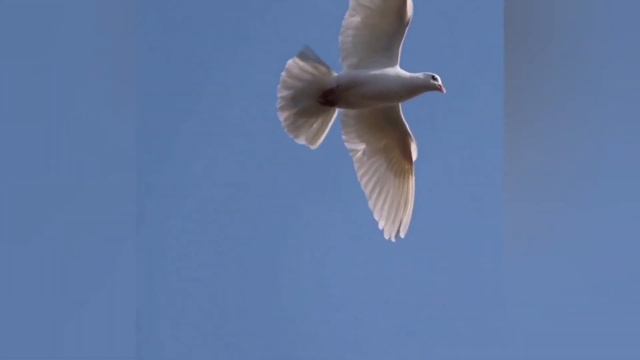 ГОЛУБЬ - АНГЕЛ ДУШИ МОЕЙ смотреть онлайн