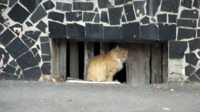 Реакция кота на сигнал гражданской обороны смотреть онлайн