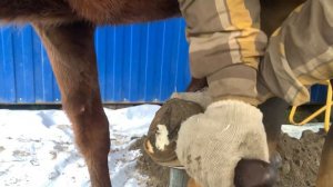 Коваль для ухода за копытами жеребёнка. Расчистка жеребёнка