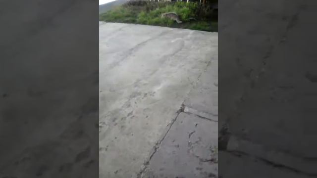 Мой кот боится улицу смотреть онлайн