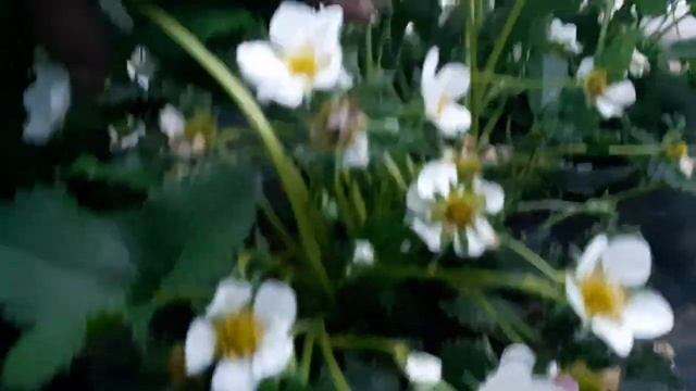 Клубника сорта Флоренция в балагане, на 2.04.2019г смотреть онлайн