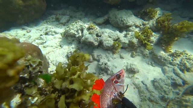 Выживание на Сейшелах [Часть-2] Подводная охота в океане Гавайка из спиц мотоцикла смотреть онлайн