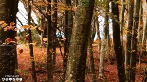 Музыка от головной боли ? Музыка для глубокого сна и расслабления души