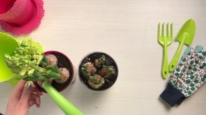 Как Вырастить Гиацинт Дома? / Уход И Выращивание Гиацинта В Домашних Условиях / Пошаговая Инструкци