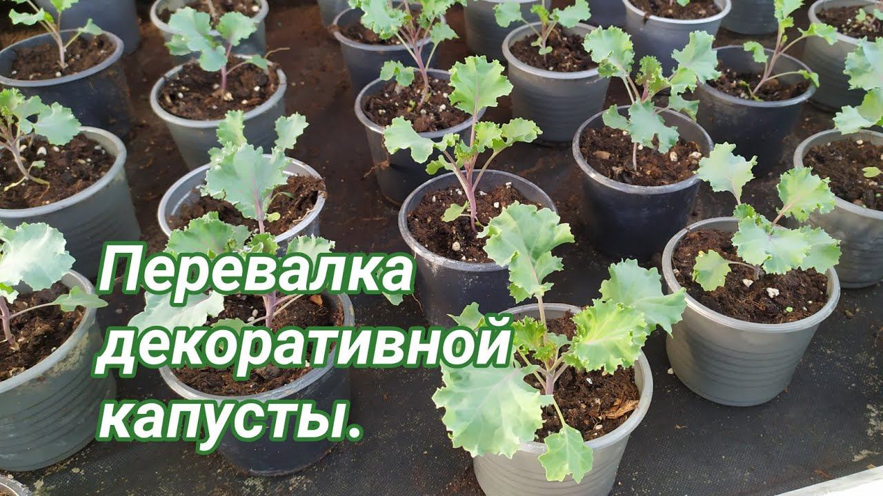 Перевалка декоративной капусты. Часть 2. смотреть онлайн