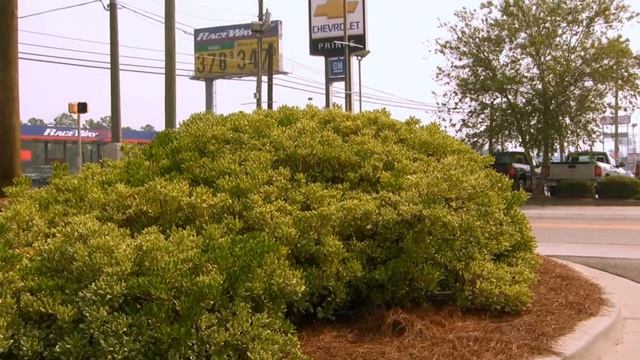 *Variegated Pittosporum Street Bush* +Pittosporum tobira Variegata+ смотреть онлайн